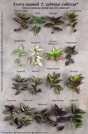 Image result for Tradescantia