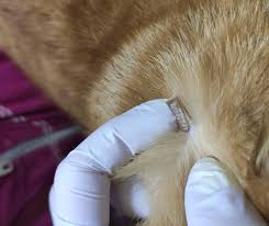 naibolee rasprostranennye prichiny porazheniya vek u sobak i kotov vetmax