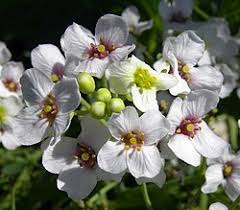 Image result for Crambe hispanica