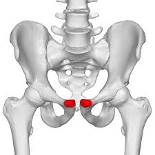Groin muscles help support the hip joint. Treatments For Groin Pain In Women Caring Medical Florida