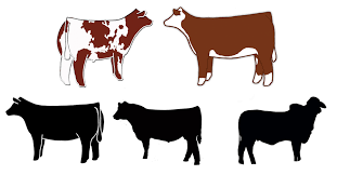 Craft Stencils Breeding Heifer Printables Show Cattle Showing Livestock Animal Science