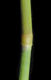 Image result for Acroceras