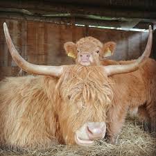 Your highland cattle baby stock images are ready. If You Ever Feel Sad These 50 Highland Cattle Calves Will Make You Smile Bored Panda