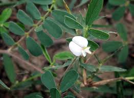 Image result for Tephrosia pumila