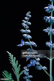 Image result for Perovskia atriplicifolia 'blue spire'