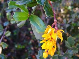 Image result for Berberis darwinii