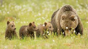 Rihanna wallpaper for motorola droid pro. Bears Brown Meadow Bear Cubs Family Wallpaper Animals Wallpaper Better