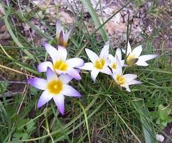 Image result for Romulea camerooniana