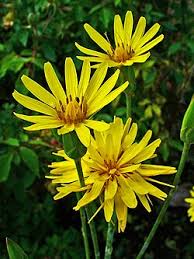 Image result for Pseudopodospermum hispanicum