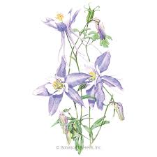 Late spring to early summer: Rocky Mountain Blue Columbine Seeds Flowers Botanical Interests