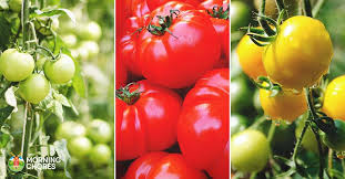 15 Of The Absolute Best Tomato Varieties You Should Plant In