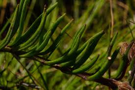 Image result for Aeollanthus subacaulis