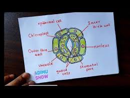 How To Draw A Stoma Youtube Biology Drawing Science Diagrams Biology Diagrams