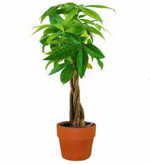 This is cone flower road: Money Tree Avas Flowers