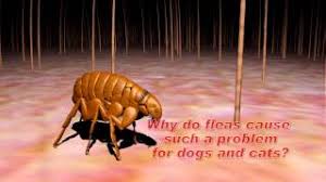 Despite their name, cat fleas are capable of affecting dogs and an array of other animals as well as humans. Understanding Flea And Tick Control Youtube
