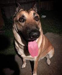 Trainpetdog.com has been visited by 10k+ users in the past month Panama City Fl German Shepherd Dog Meet Turq A Pet For Adoption