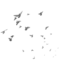 Birds Flying In The Sky Png Pin By Archilifestyle On Bird Birds Flying Drawings Art
