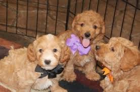 Check spelling or type a new query. 7 Best Mini Goldendoodle Breeders In The United States 2021 We Love Doodles