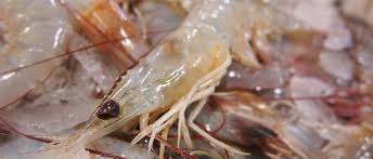 There is a debate about shellfish, but most think it is not halal. Learn Information About Shrimps Halal Or Haram In Islam Frozen Shrimp Suppliers Frozen Shrimp Factory Indonesia Frozen Prawn Manufacturer Shrimps Price