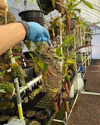 Image result for Bulbophyllum scaberulum