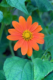 Image result for Tithonia rotundifolia