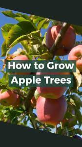 How To Grow Apple Trees Planting Apple Trees Apple Tree Avocado Seed Growing