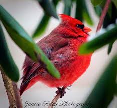 Blue Birds That Look Like Cardinals Pin By Annie On Birds Of A Feather Beautiful Birds Cardinal Birds Birds