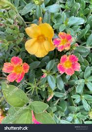 Image result for Portulacaceae