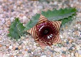 Indeed, there are many different possibilities for how a cactus' flowers look. Huernia Cactus Care How To Grow A Lifesaver Cactus The Biggest Challenges With Huernia Cactus Care Are Overwate Kaktus Blume Kakteen Und Sukkulenten Kaktus