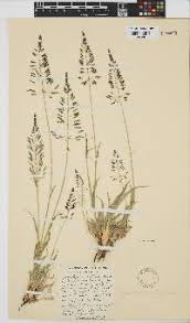 Image result for Sporobolus welwitschii