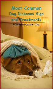 10 Most Common Dog Diseases Sign And Treatments Dog Cold Symptoms Dog Cold Sick Dog