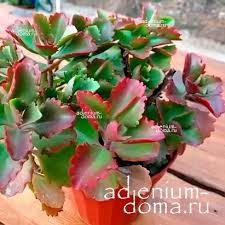 Image result for Kalanchoe brachyloba