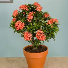 Image result for Ixora coccinea