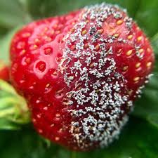 Image result for Botrytis cinerea