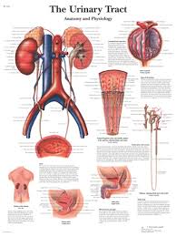 The Urinary Tract Anatomical Chart