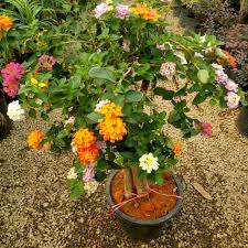 Marigold pun bunga tahi ayam; Pokok Bunga Tahi Ayam Shopee Malaysia