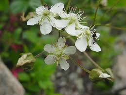 Image result for Stemodiopsis