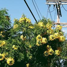 If you are wondering how these trees got their name, just take a look at their spherical flower clusters which, from a distance, have the appearance of circular gold germinating gold medallion seeds is easy. Gold Medallion Tree Pat Welsh Organic And Southern California Gardening
