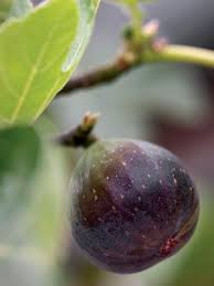 Fig tree and blue sky. Growing Fruit In Pots Growing Fruit Fruit Trees Growing Vegetables