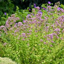 Image result for Origanum