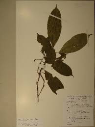 Image result for Maesobotrya floribunda