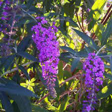 Grow Butterfly Bush Here S Why And How The Garden Glove Butterfly Bush Grow Butterflies Budget Garden