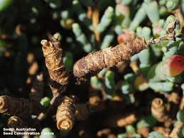 Image result for Halosarcia indica