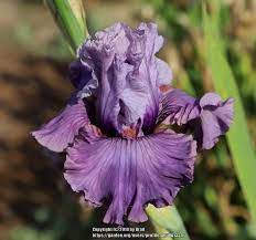 Iris Storm Brewing Bearded Iris Plants Plant Database