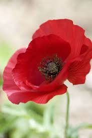 Papaver Feldmohn Feldmohn Papaver Flower Painting Poppy Flower Flowers Photography