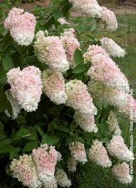 Image result for Hugonia grandiflora