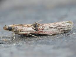 Image result for Telechrysis tripuncta