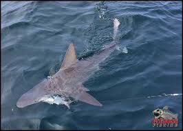 Ocean City Maryland Shark Fishing Ocmd Pitbossfishing