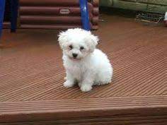 This cute, cuddly dog also possesses a gentle, cheerful. I Love Shih Tzu Bichon Puppies
