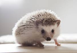 how to care for your pet hedgehog